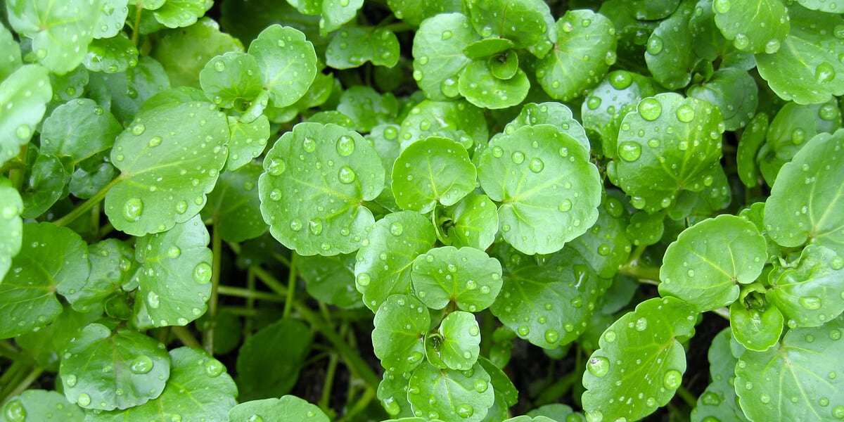 Healthy Food for Kids: Watercress